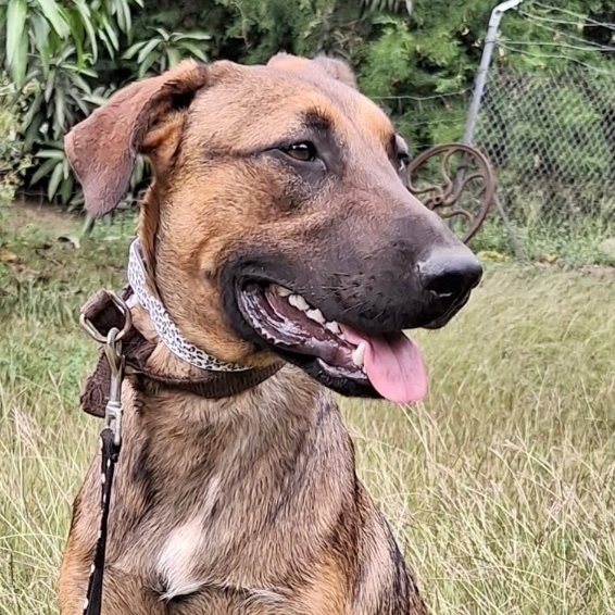 Enlarge CHESTER RAY "They call me Love." (Currently in Puerto Rico), a Adoptable mixed breed in New York, NY image 1/6