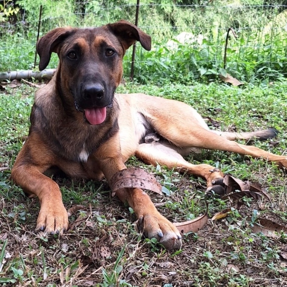 Enlarge CHESTER RAY "They call me Love." (Currently in Puerto Rico), a Adoptable mixed breed in New York, NY image 2/6