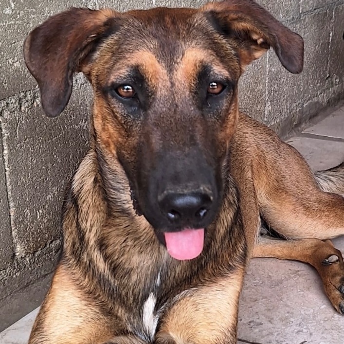 Enlarge CHESTER RAY "They call me Love." (Currently in Puerto Rico), a Adoptable mixed breed in New York, NY image 3/6