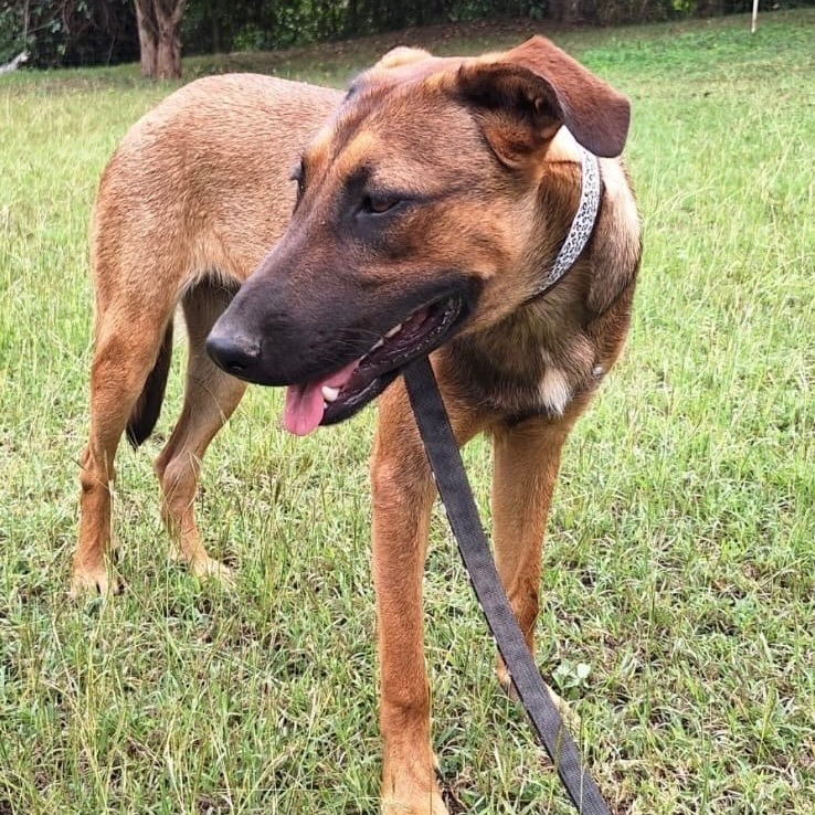 Enlarge CHESTER RAY "They call me Love." (Currently in Puerto Rico), a Adoptable mixed breed in New York, NY image 4/6