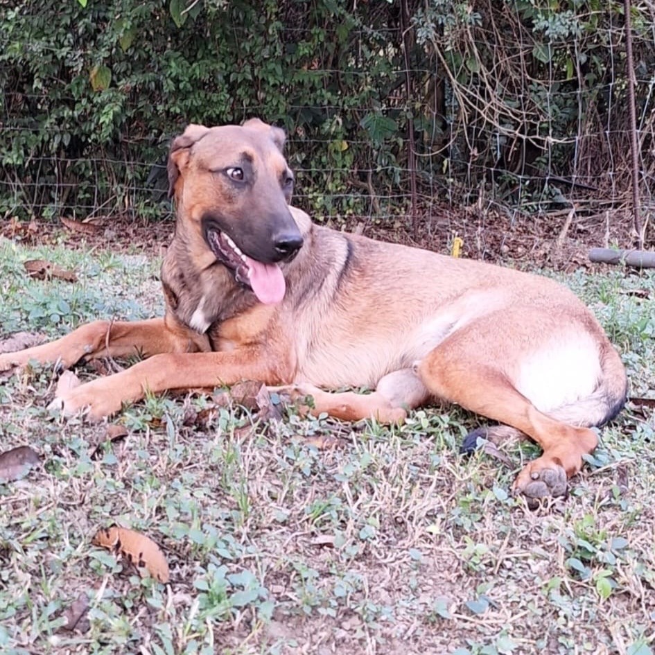 Enlarge CHESTER RAY "They call me Love." (Currently in Puerto Rico), a Adoptable mixed breed in New York, NY image 5/6
