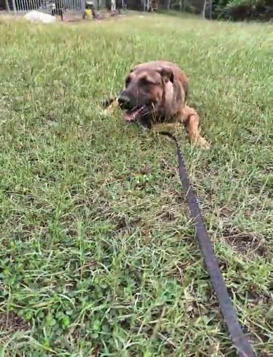 Enlarge CHESTER RAY "They call me Love." (Currently in Puerto Rico), a Adoptable mixed breed in New York, NY video 6/6