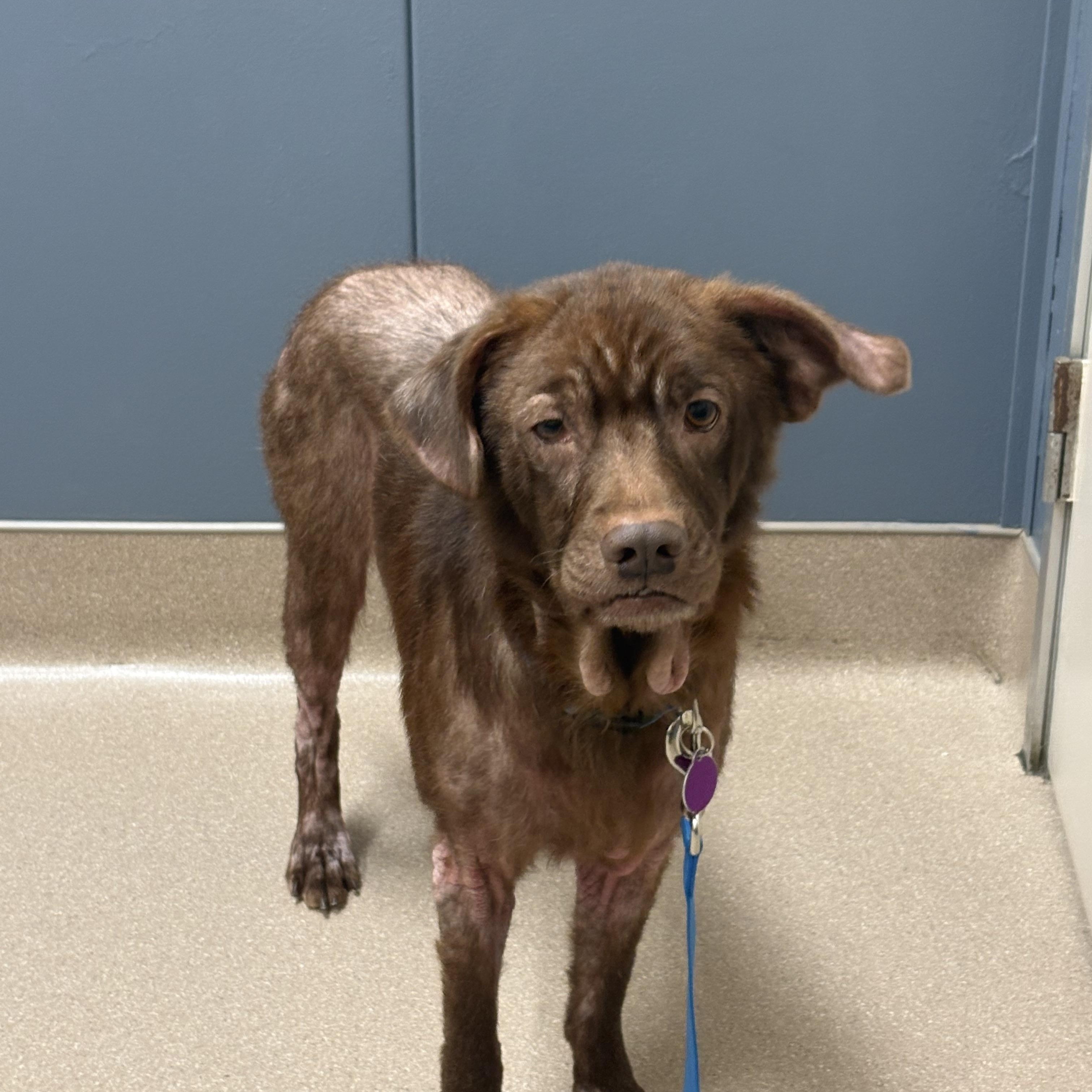 Brownie, a Adoptable Mixed Breed in Gloucester, VA image 3/6