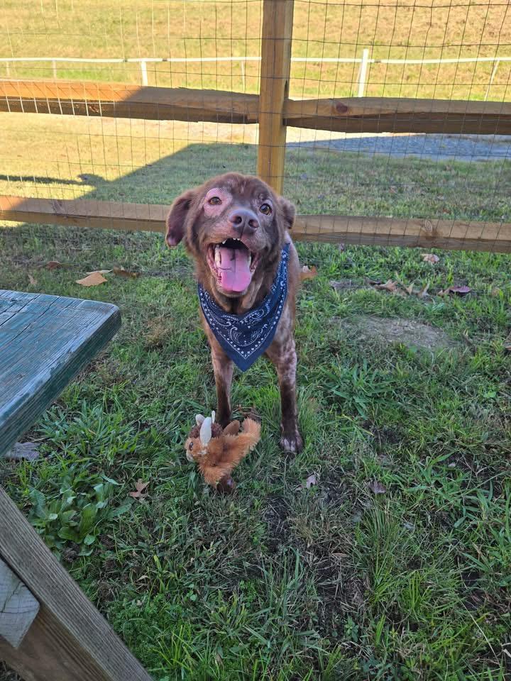 Brownie, a Adoptable Mixed Breed in Gloucester, VA image 5/6