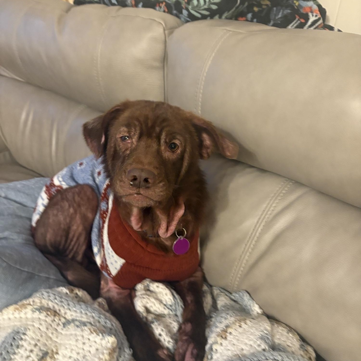 Brownie, Adoptable, Young Male Mixed Breed.