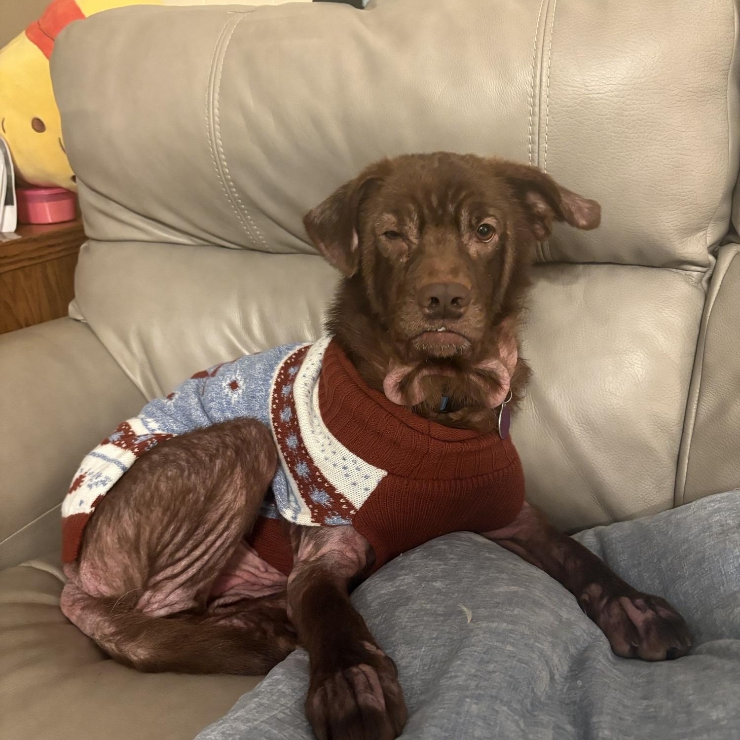 Brownie, a Adoptable Mixed Breed in Gloucester, VA image 2/6