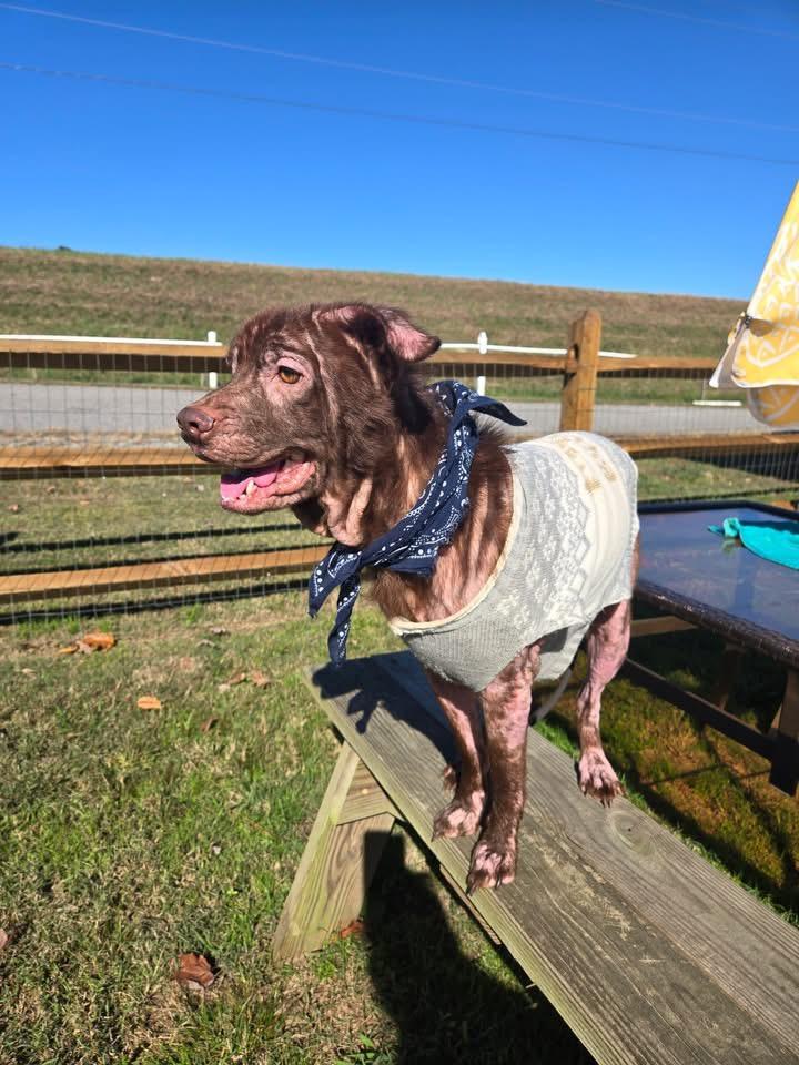 Brownie, a Adoptable Mixed Breed in Gloucester, VA image 6/6