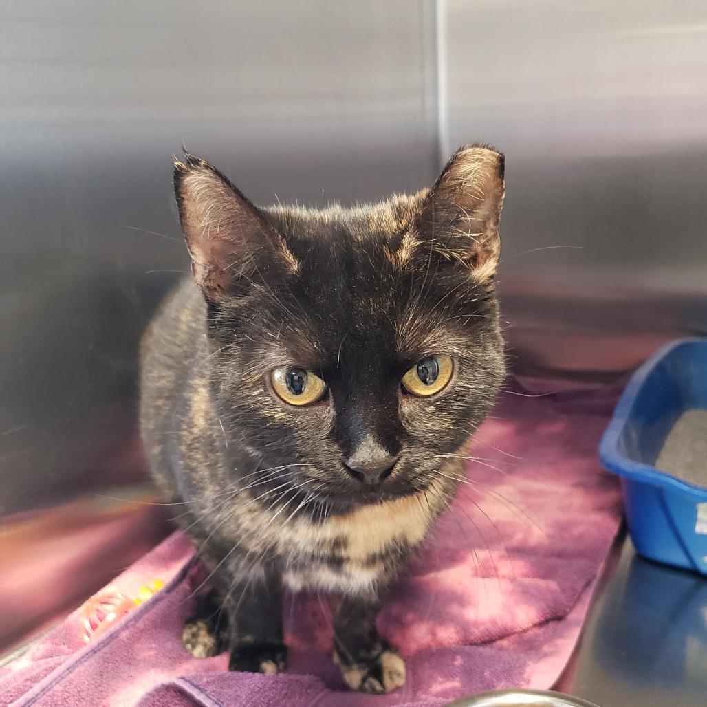 Charcoal, Adoptable, Adult Female Domestic Short Hair.