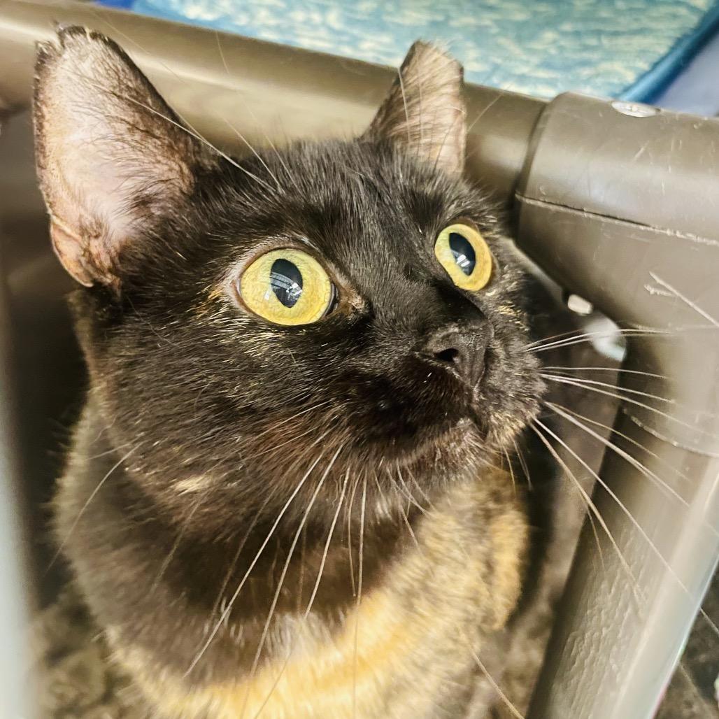 Enlarge Charcoal, a Adoptable Domestic Short Hair in Columbia Station, OH image 2/2