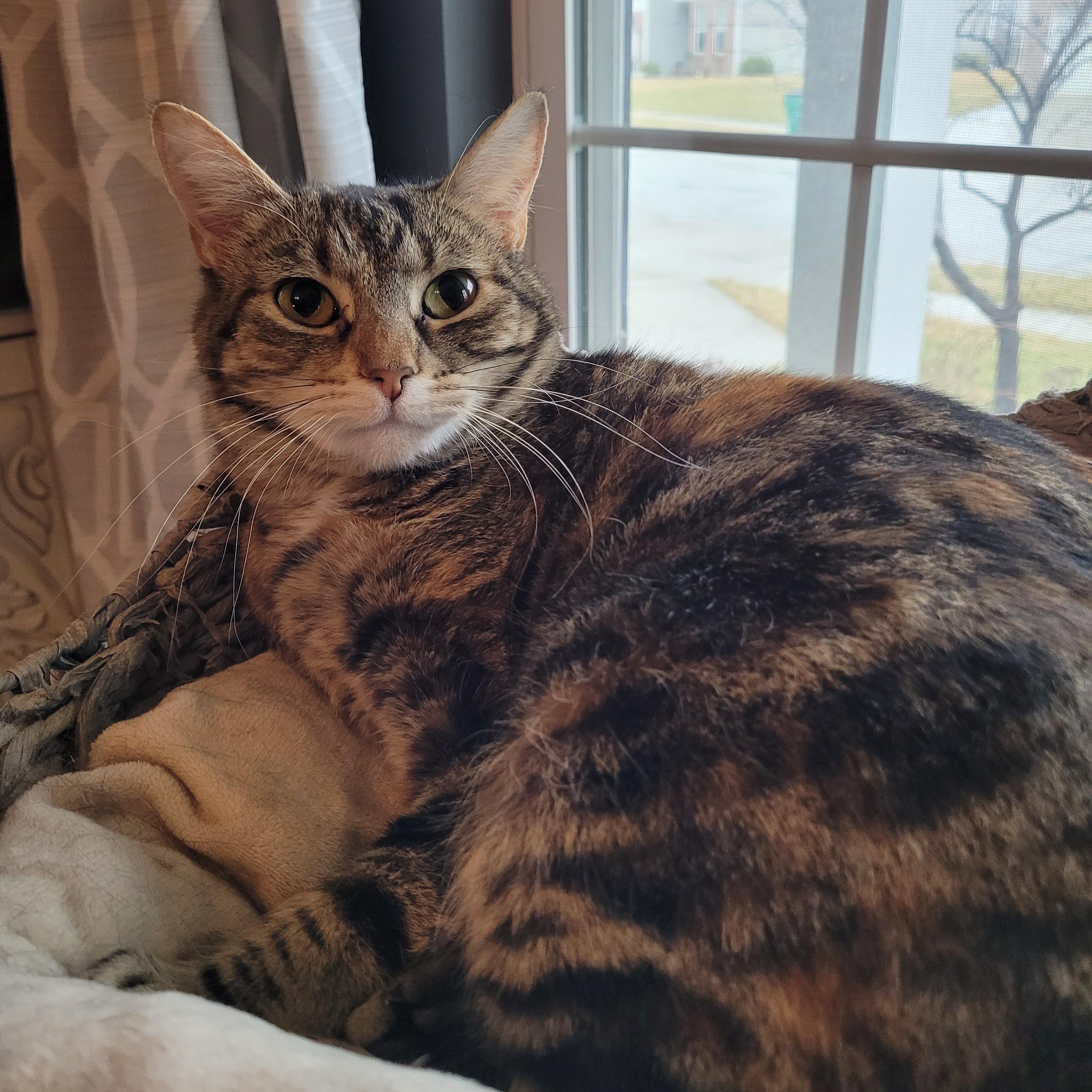 Enlarge Pequita, a Adoptable Domestic Short Hair in Indianapolis, IN image 3/5