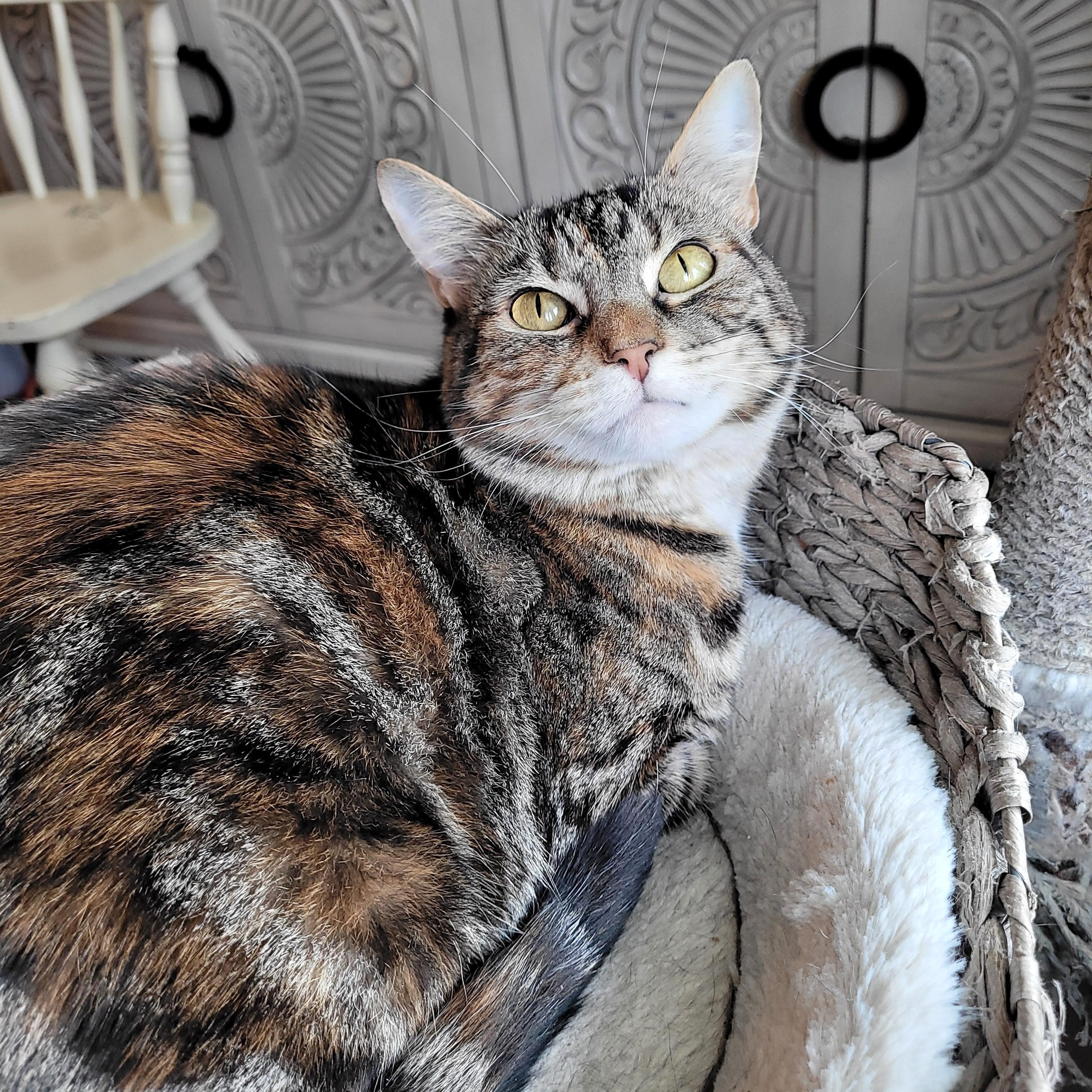 Enlarge Pequita, a Adoptable Domestic Short Hair in Indianapolis, IN image 1/5