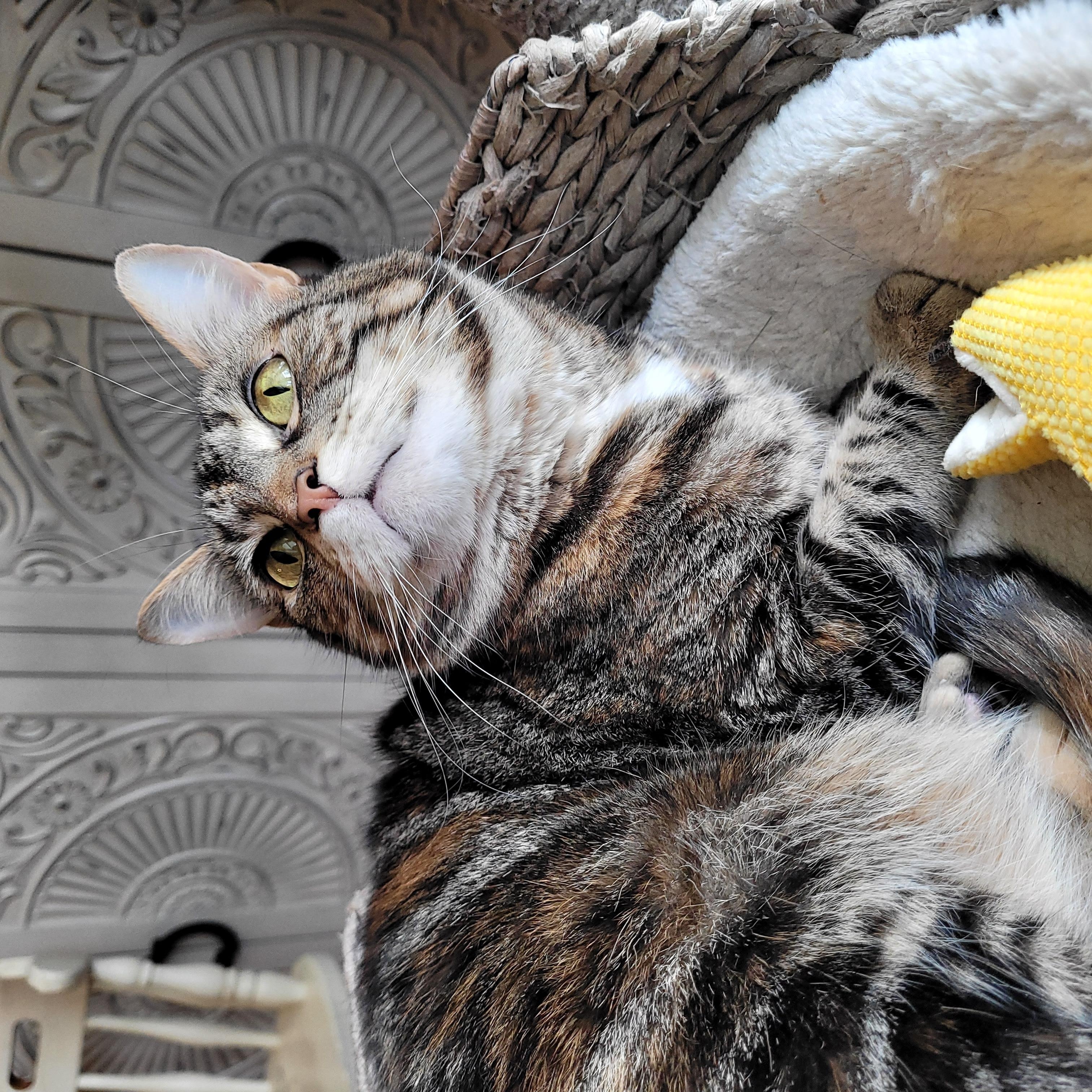 Enlarge Pequita, a Adoptable Domestic Short Hair in Indianapolis, IN image 5/5