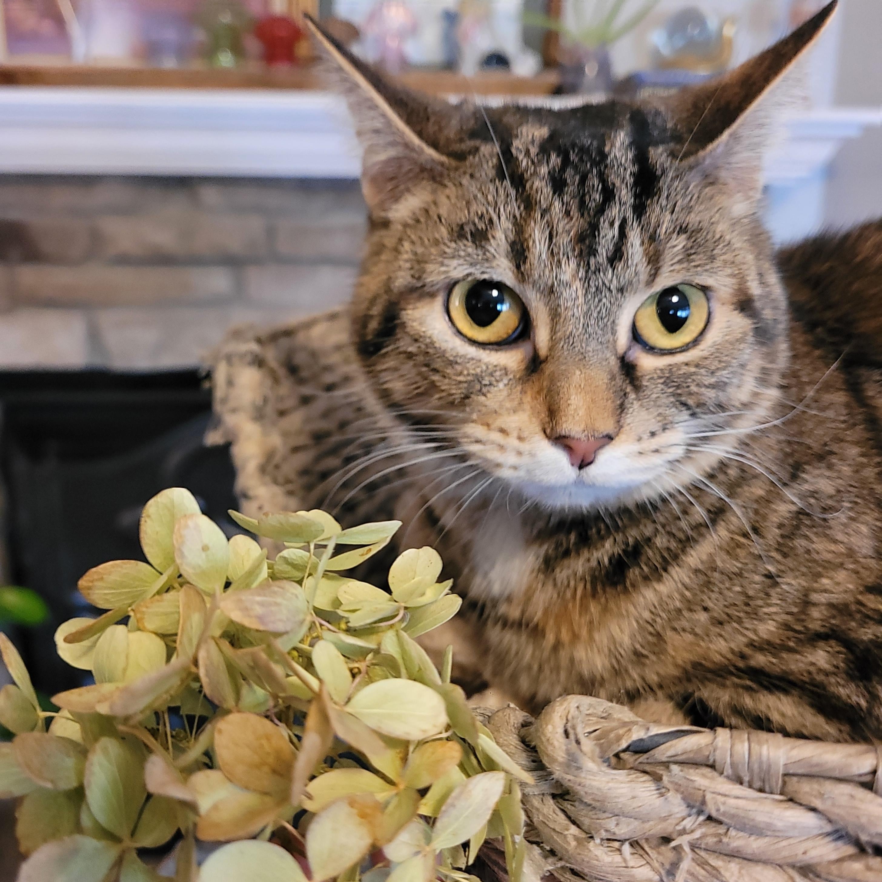 Enlarge Pequita, a Adoptable Domestic Short Hair in Indianapolis, IN image 1/4