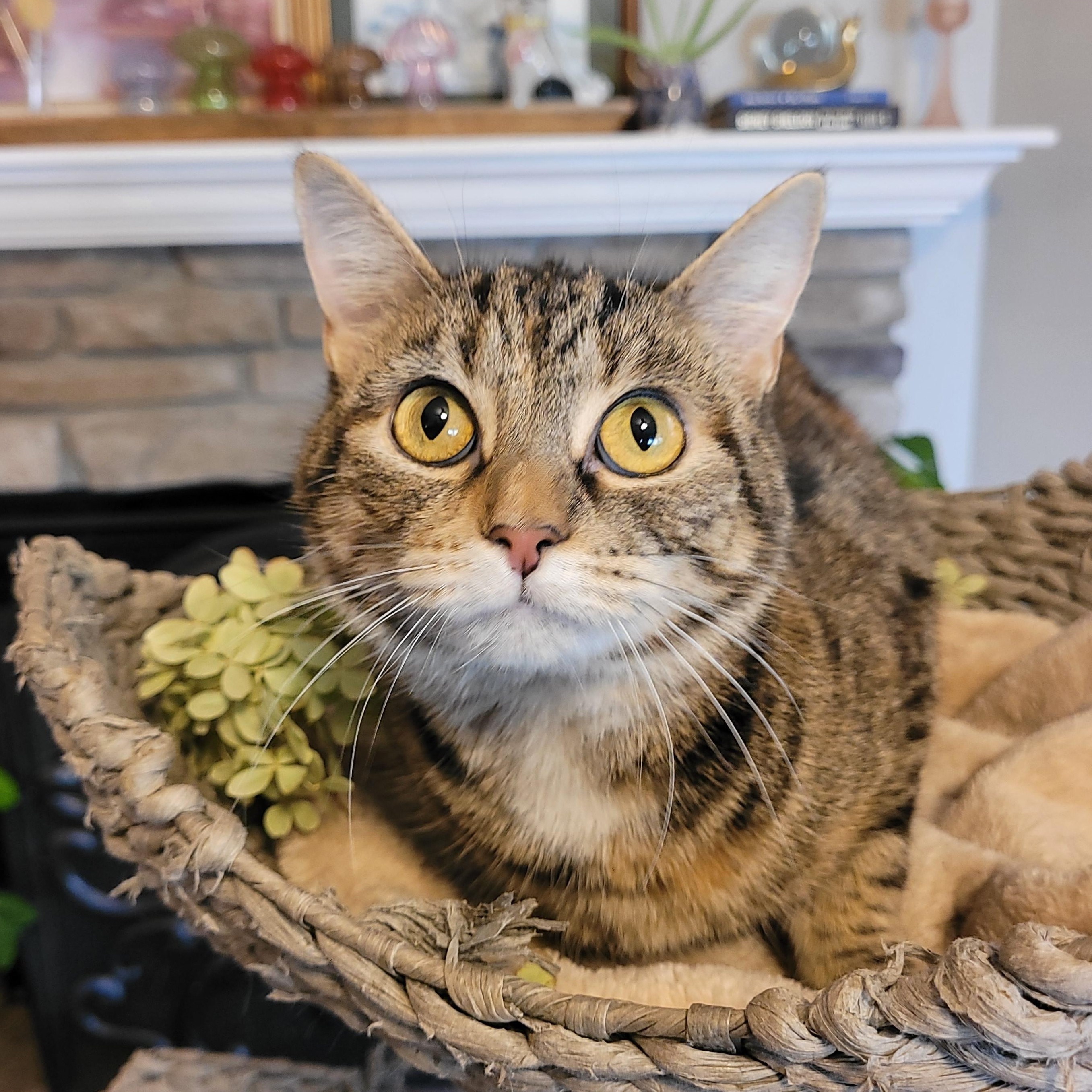 Enlarge Pequita, a Adoptable Domestic Short Hair in Indianapolis, IN image 2/4