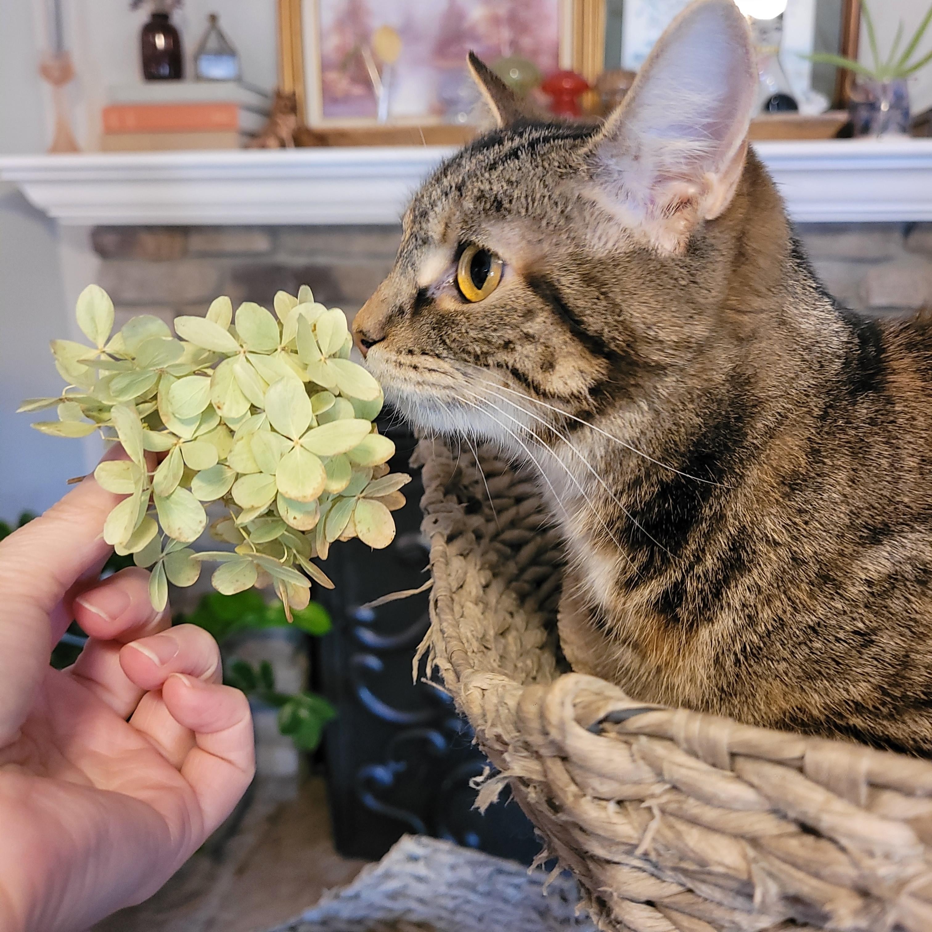 Enlarge Pequita, a Adoptable Domestic Short Hair in Indianapolis, IN image 3/4