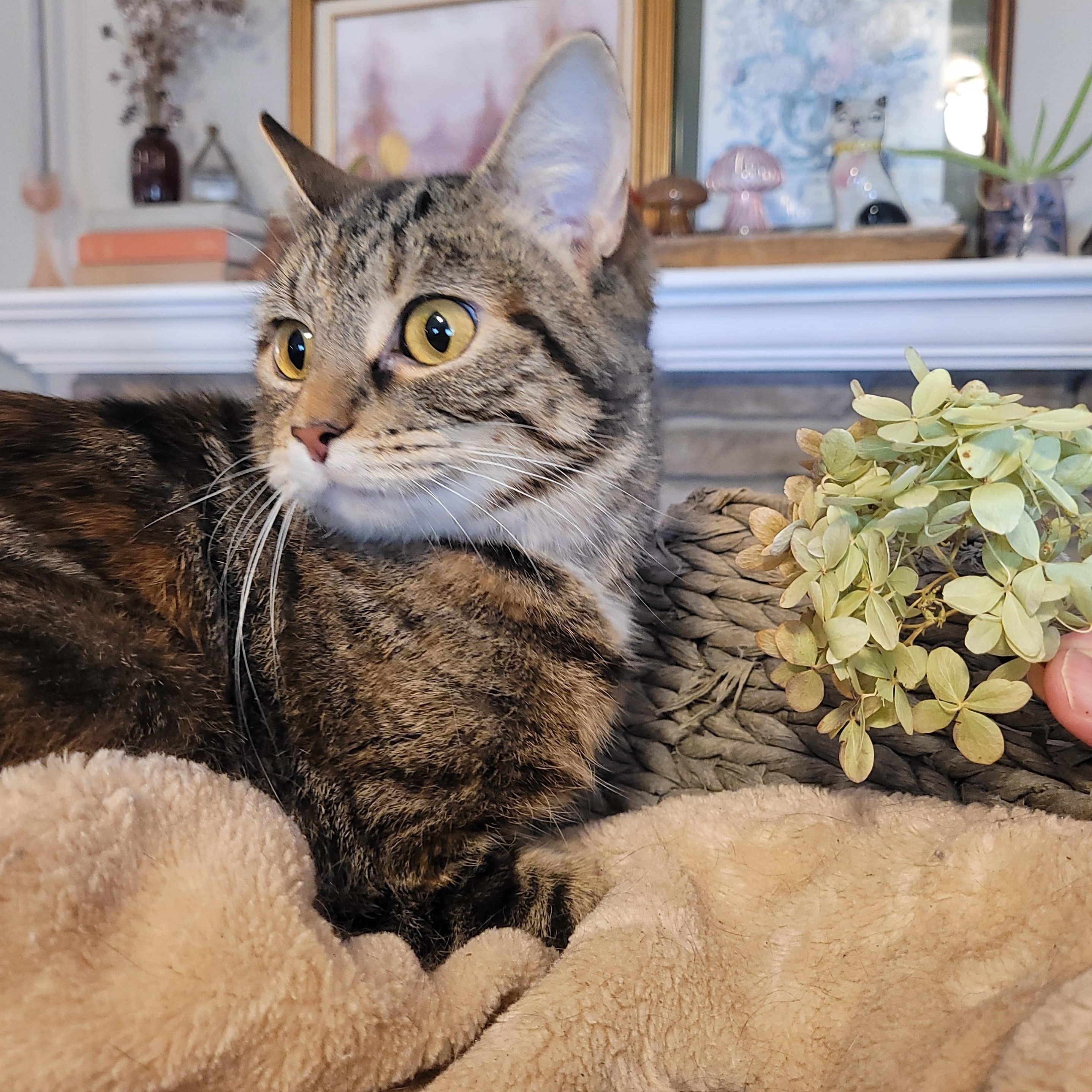 Enlarge Pequita, a Adoptable Domestic Short Hair in Indianapolis, IN image 4/4