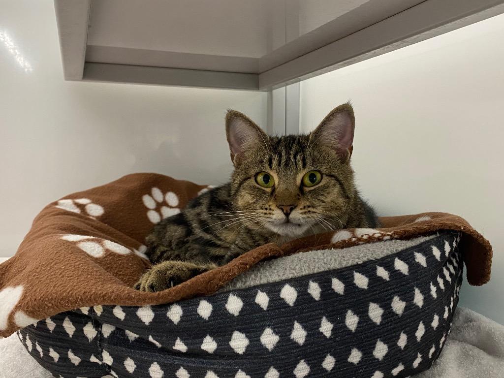 Gizzy, Adoptable, Young Female Domestic Short Hair.