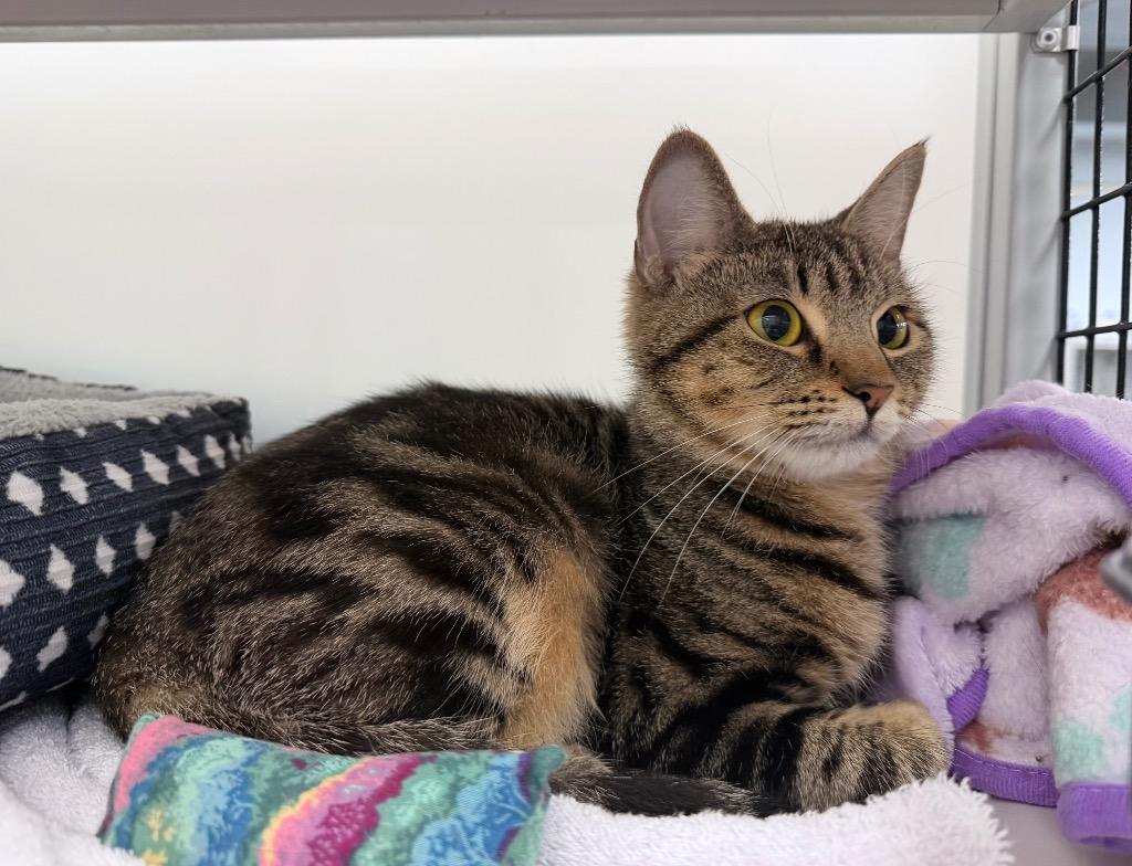Enlarge Gizzy, a Adoptable mixed breed in Raleigh, NC image 2/4