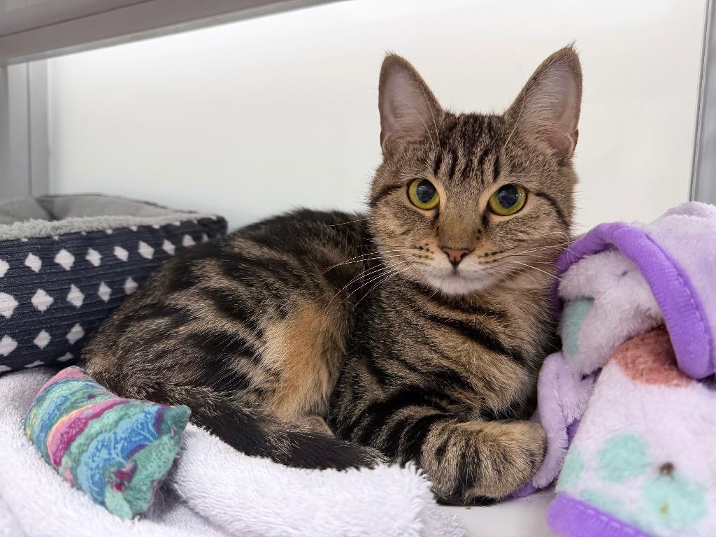 Enlarge Gizzy, a Adoptable mixed breed in Raleigh, NC image 3/4