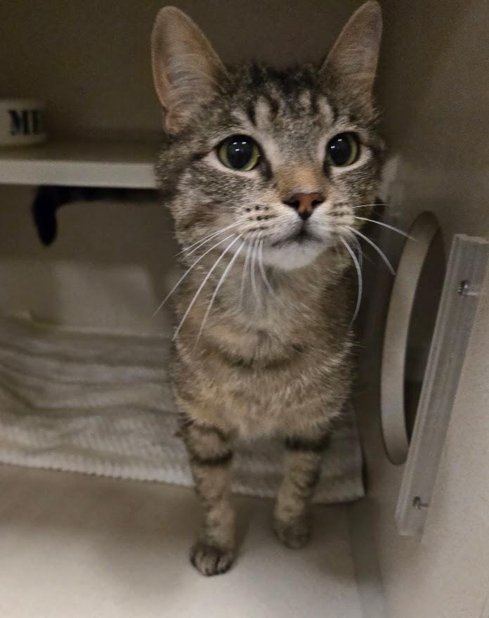Starlight, a ADOPTABLE Tabby in New Rochelle, NY image 2/2