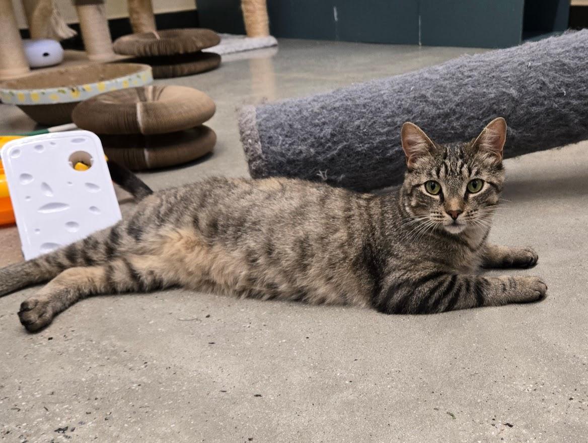 Starlight, ADOPTABLE, Adult Female Tabby.