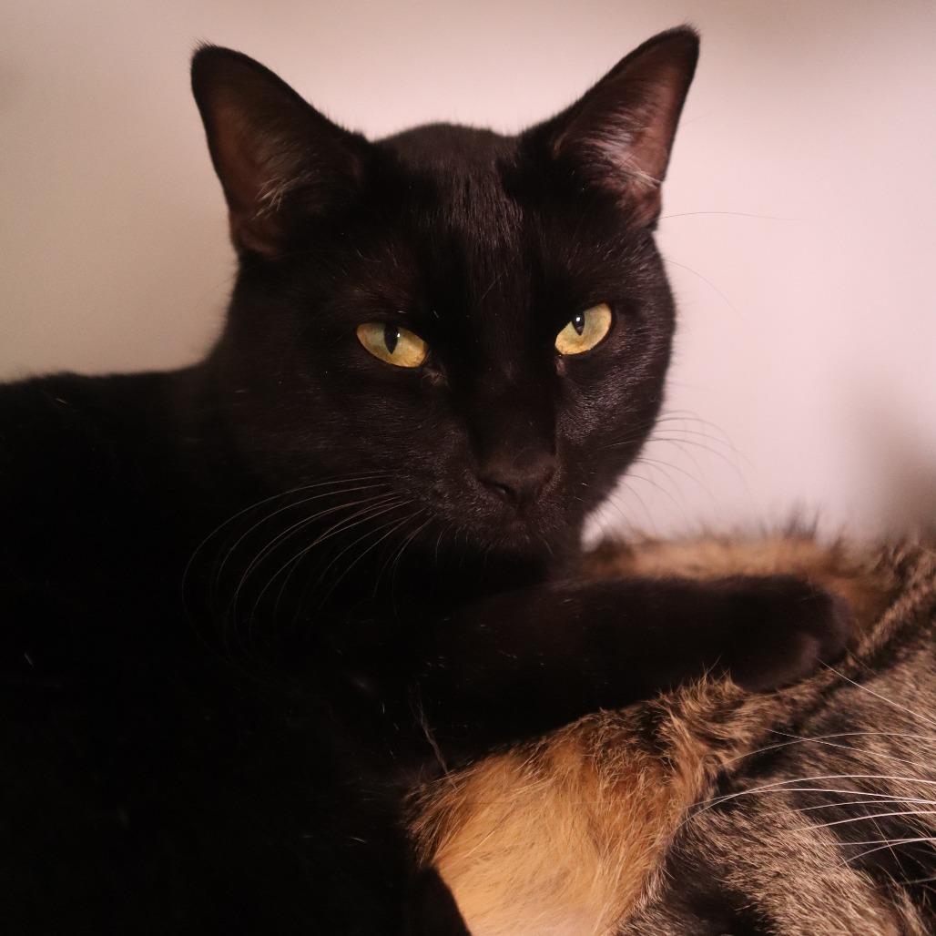 Enlarge BBQ, a Adoptable Domestic Short Hair in Waukesha, WI image 1/2