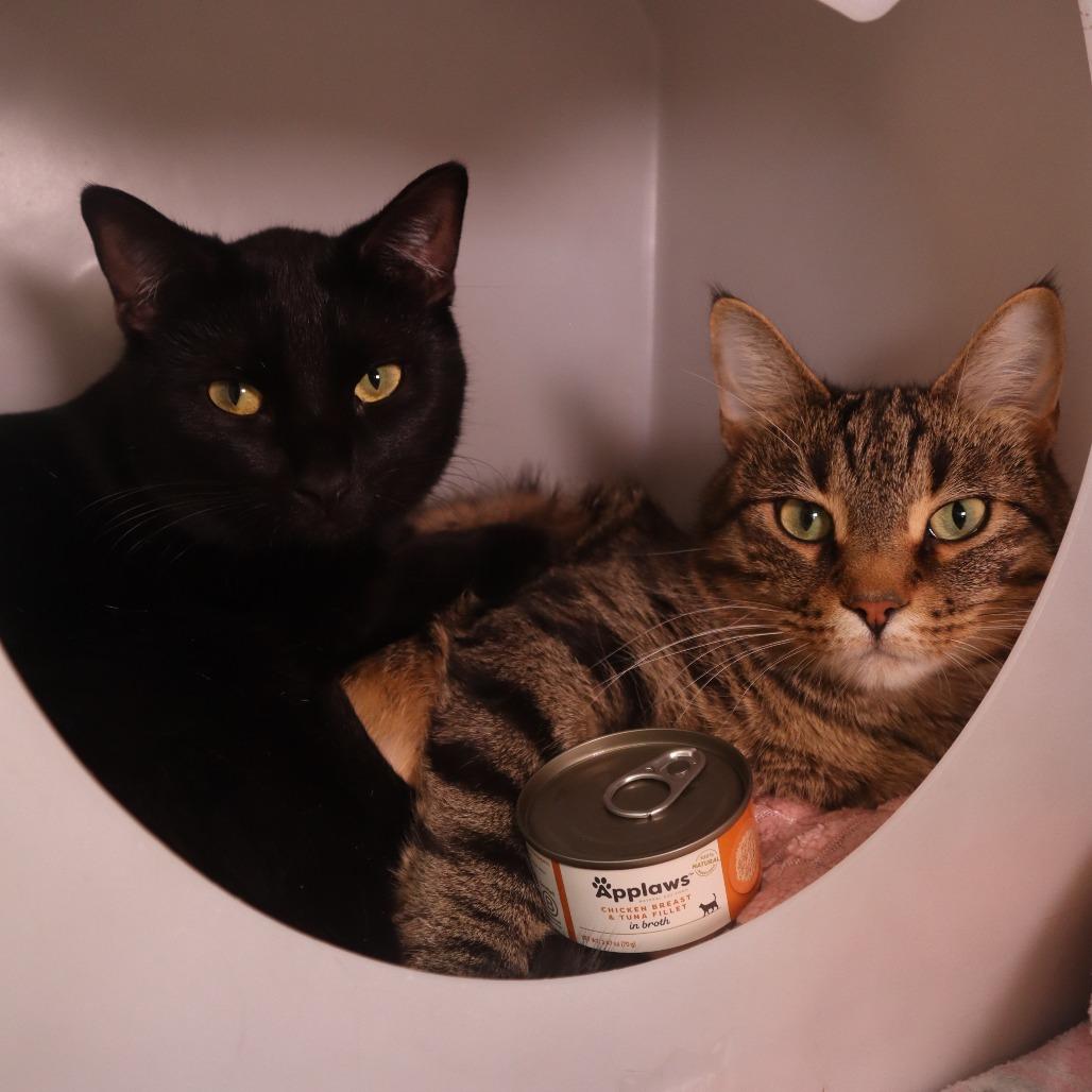 Enlarge BBQ, a Adoptable Domestic Short Hair in Waukesha, WI image 2/2