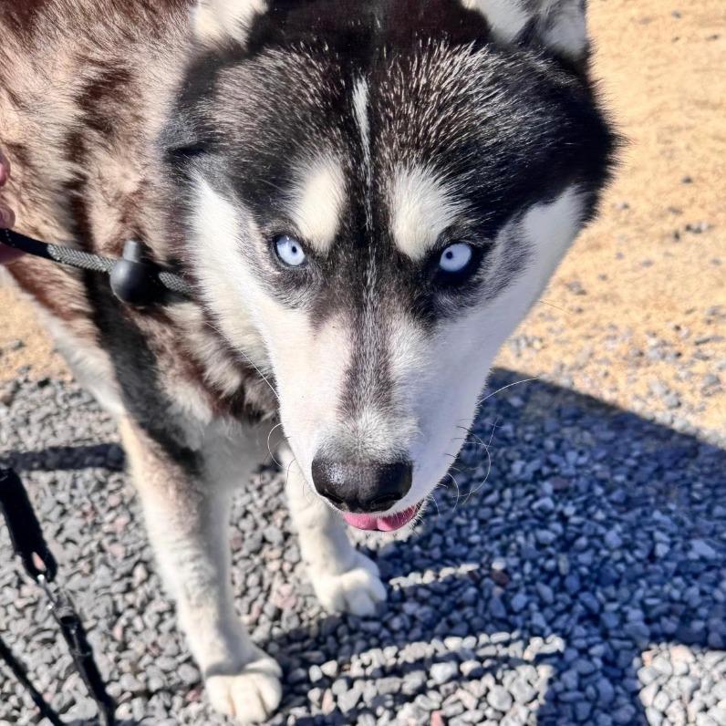 Enlarge Balto, a Adoptable Husky in Stagecoach, NV image 1/3