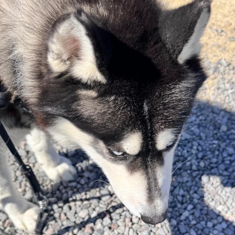Enlarge Balto, a Adoptable Husky in Stagecoach, NV image 2/3