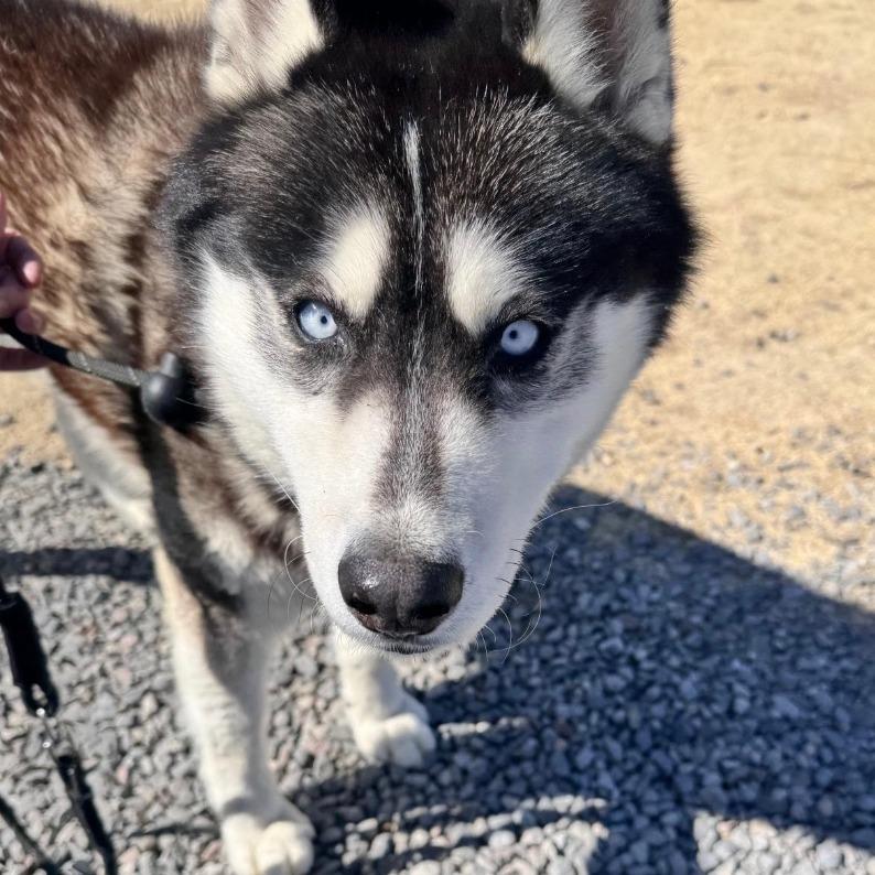 Enlarge Balto, a Adoptable Husky in Stagecoach, NV image 3/3