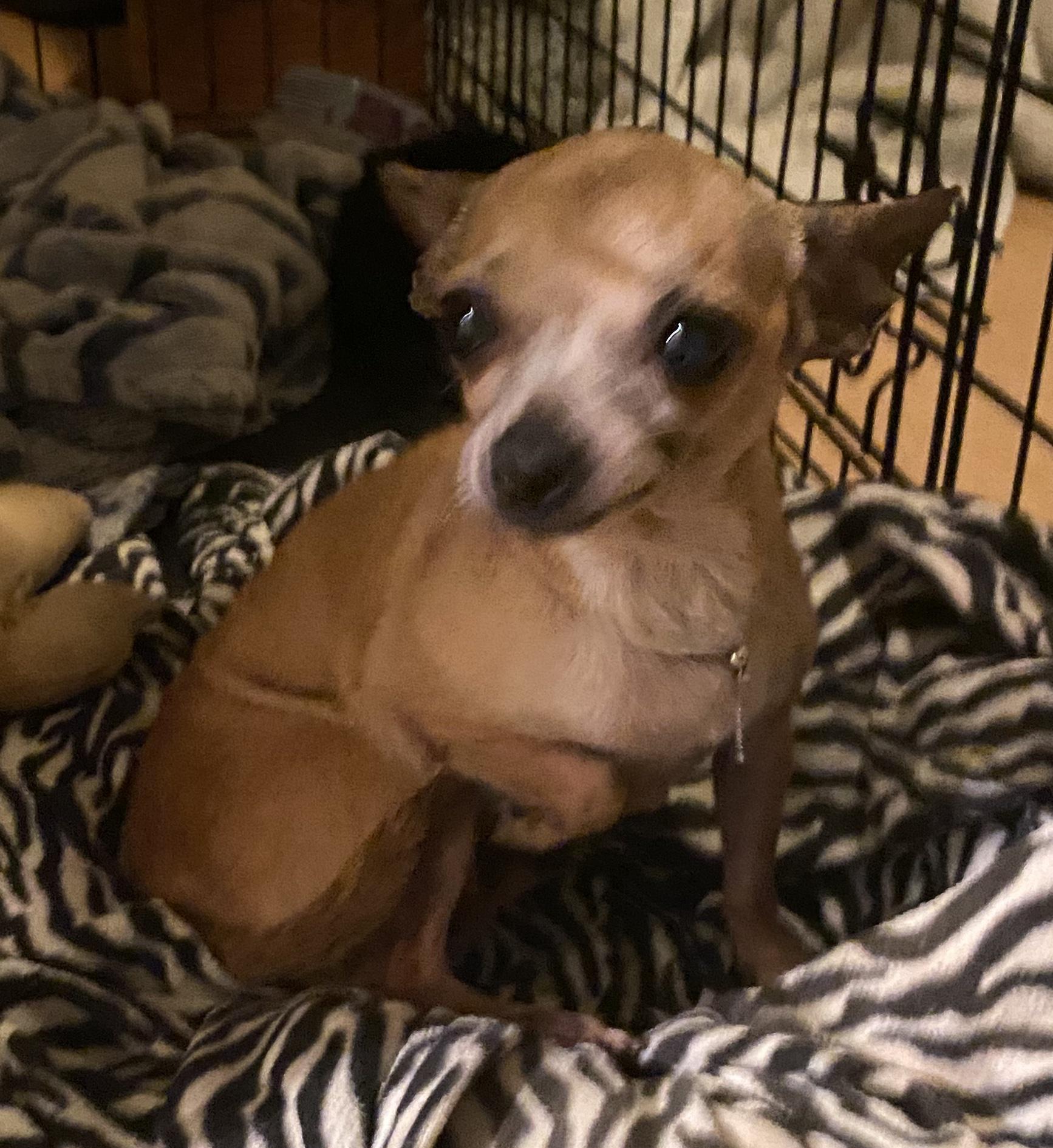 Chiquita, adopted, Senior Female Chihuahua.
