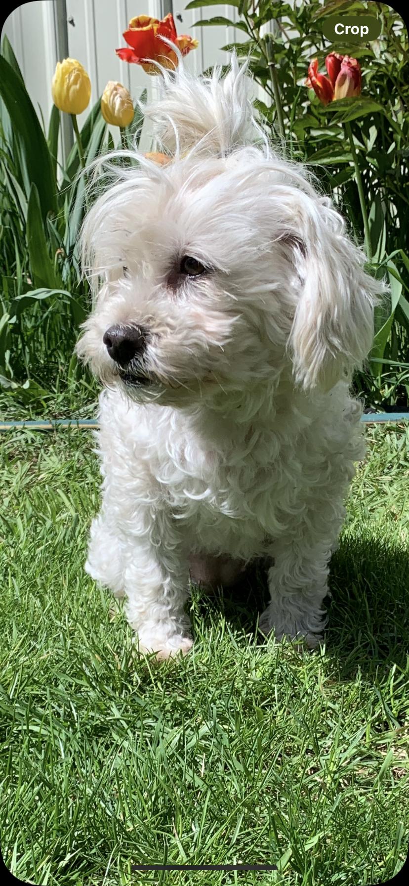 Enlarge Jelly, a Adoptable mixed breed in Walla Walla, WA image 1/5