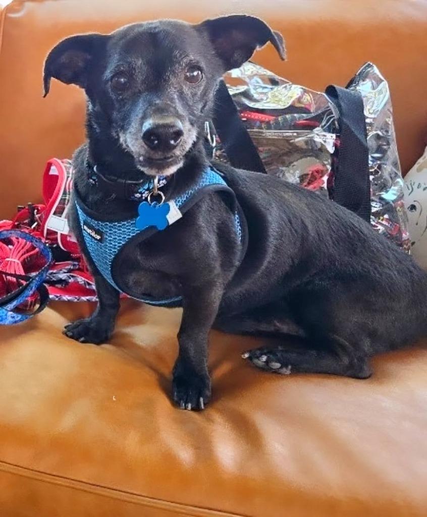 Enlarge Zeus, a Adoptable mixed breed in El Cajon, CA image 3/6