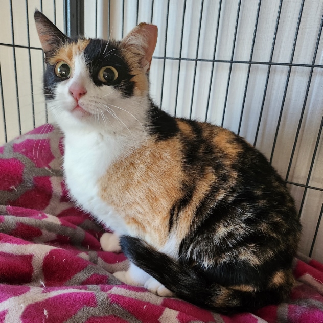 Bumble Bee, Adoptable, Adult Female Domestic Medium Hair.