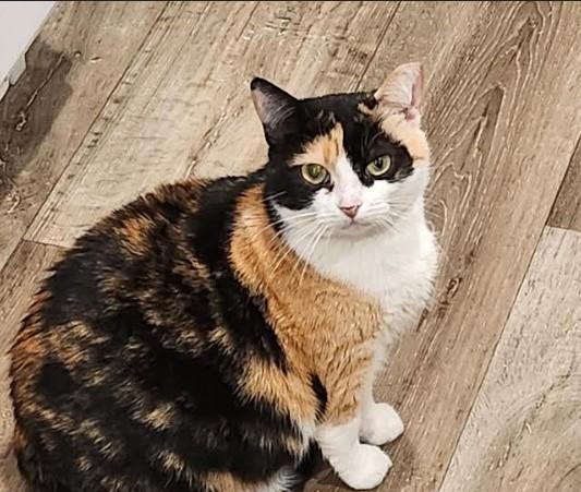 Bumble Bee, Adoptable, Adult Female Domestic Medium Hair.