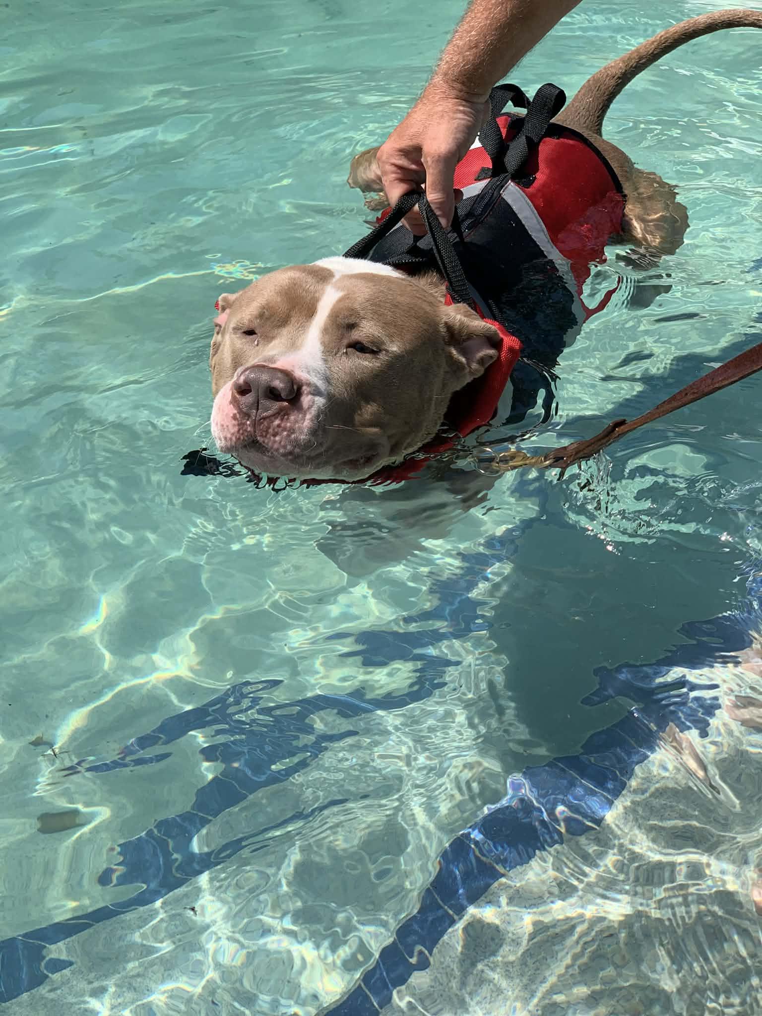Mater, ADOPTABLE, Adult Male American Bully.
