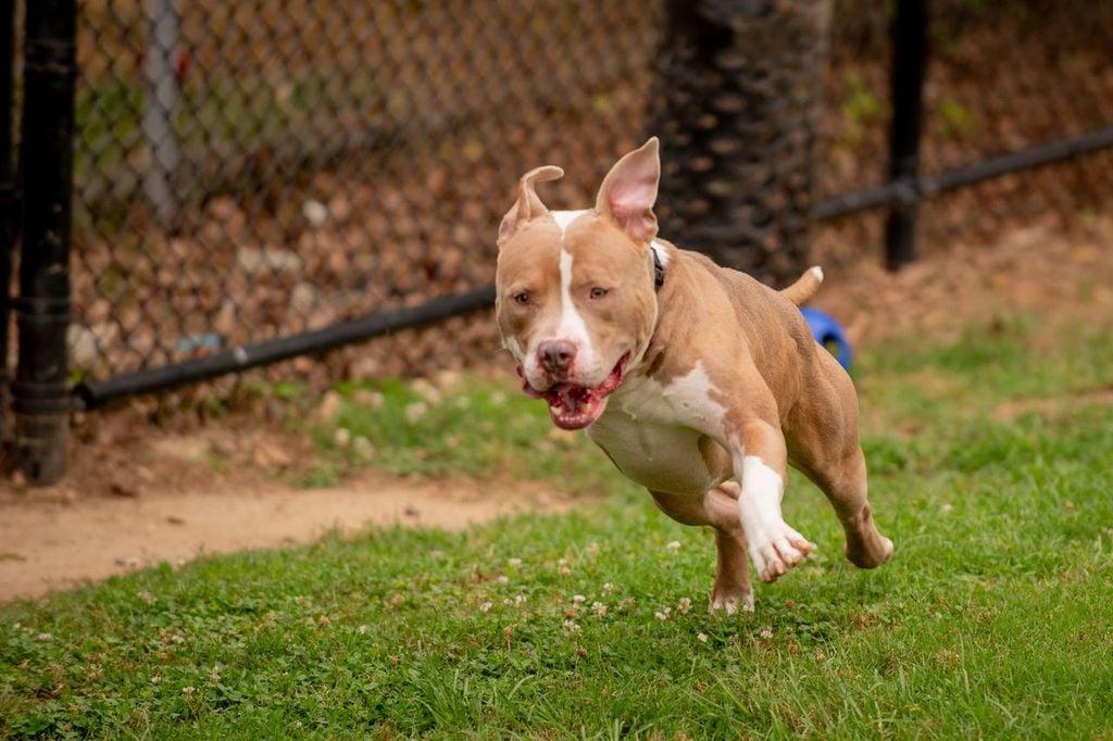 Enlarge Mater, a ADOPTABLE mixed breed in Douglas, MA image 4/6