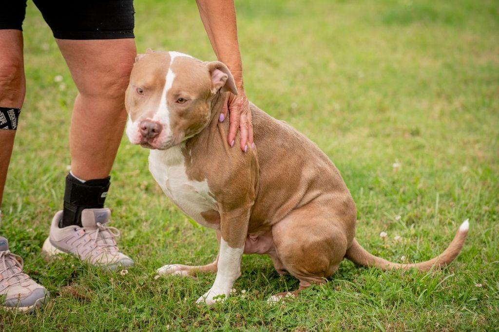 Enlarge Mater, a ADOPTABLE mixed breed in Douglas, MA image 5/6