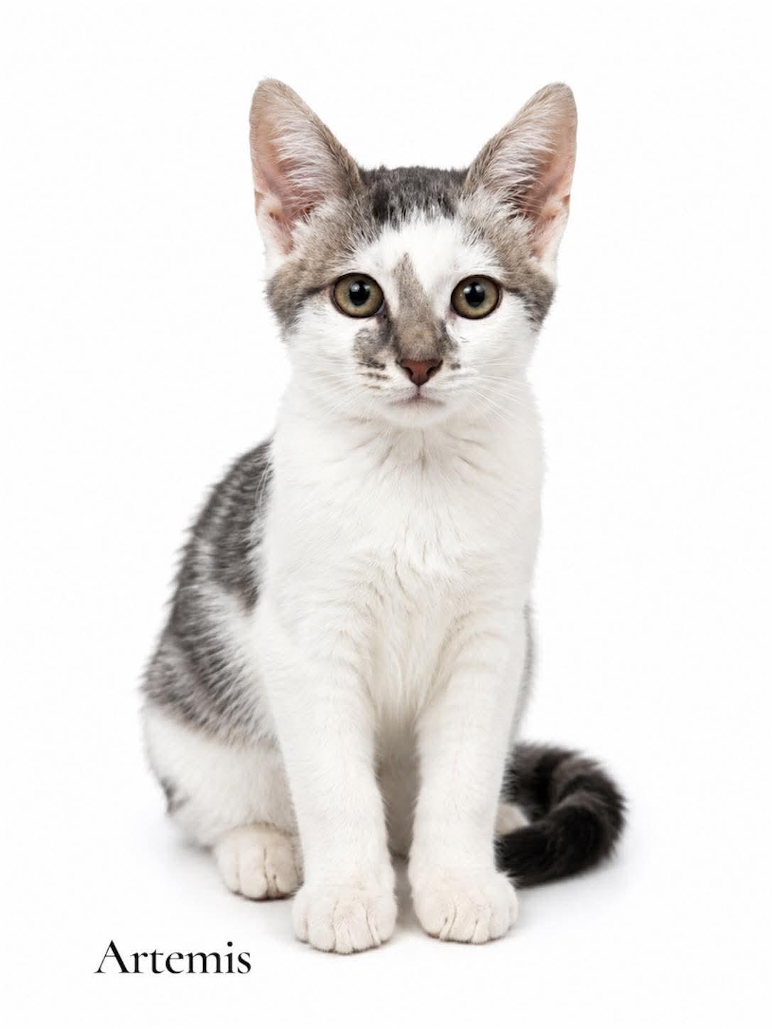 Artemis, Adoptable, Kitten Female Domestic Short Hair.
