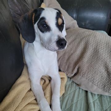 Enlarge Andy puppy , a ADOPTABLE mixed breed in Virginia Beach, VA image 1/6