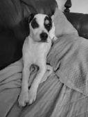 Enlarge Andy puppy , a ADOPTABLE mixed breed in Virginia Beach, VA image 2/6