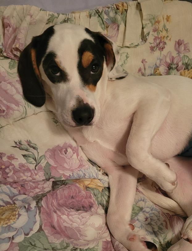 Enlarge Andy puppy , a ADOPTABLE mixed breed in Virginia Beach, VA image 5/6