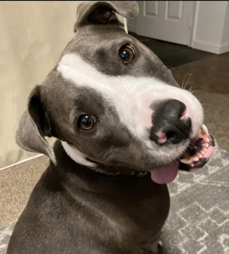 Brad Pitt, Adoptable, Senior Male Pit Bull Terrier.