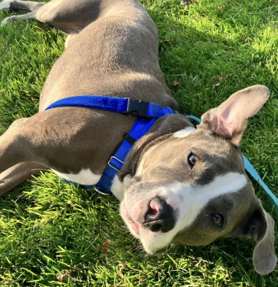 Enlarge Brad Pitt, a Adoptable Pit Bull Terrier in Vancouver, WA image 2/3