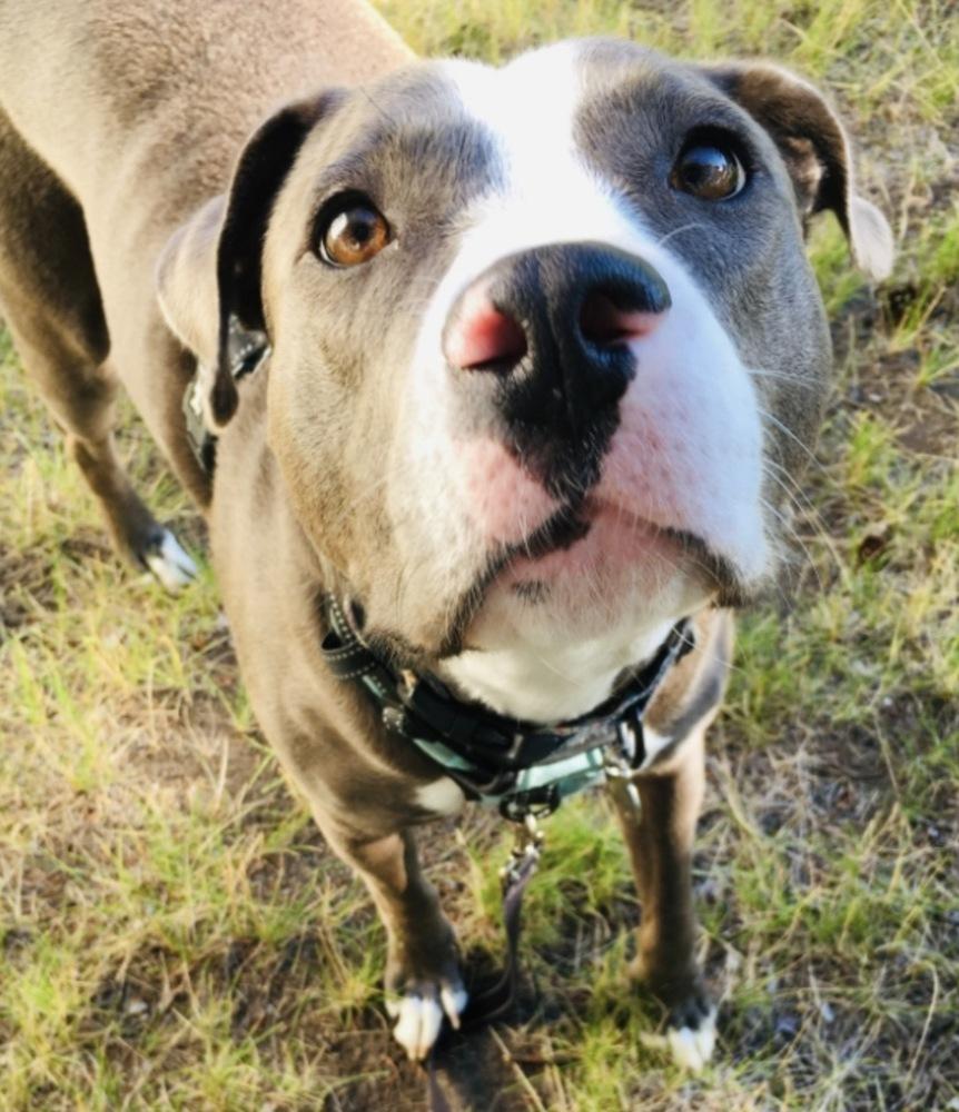 Enlarge Brad Pitt, a Adoptable Pit Bull Terrier in Vancouver, WA image 3/3