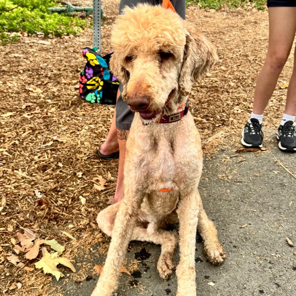 Enlarge Cabel -City of Industry Location, a Adoptable mixed breed in Chino Hills, CA image 1/3