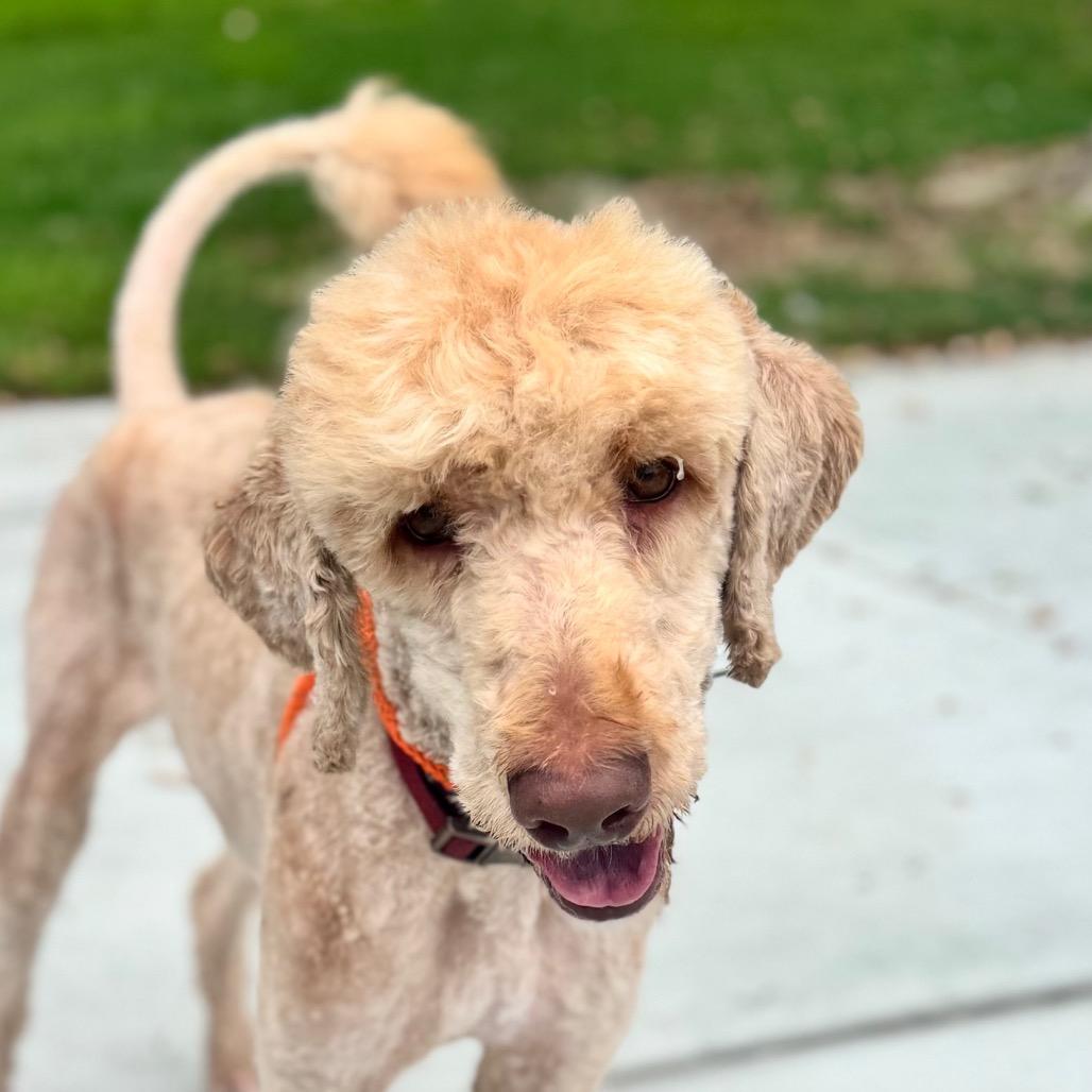 Enlarge Cabel -City of Industry Location, a Adoptable mixed breed in Chino Hills, CA image 2/3