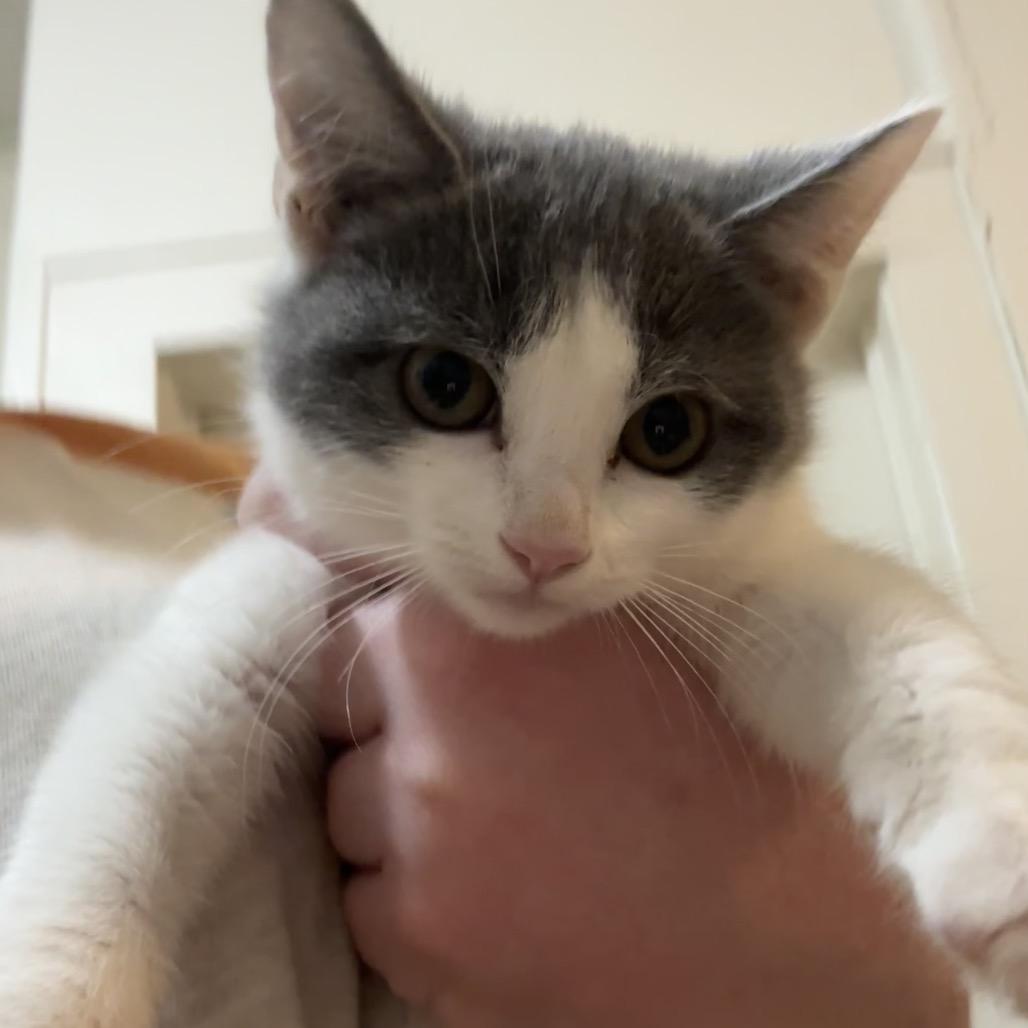 Abby, Adoptable, Kitten Female Domestic Short Hair.