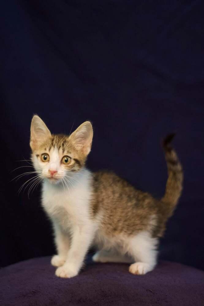 Waves, Adopted, Kitten Male American Shorthair & Domestic Short Hair.