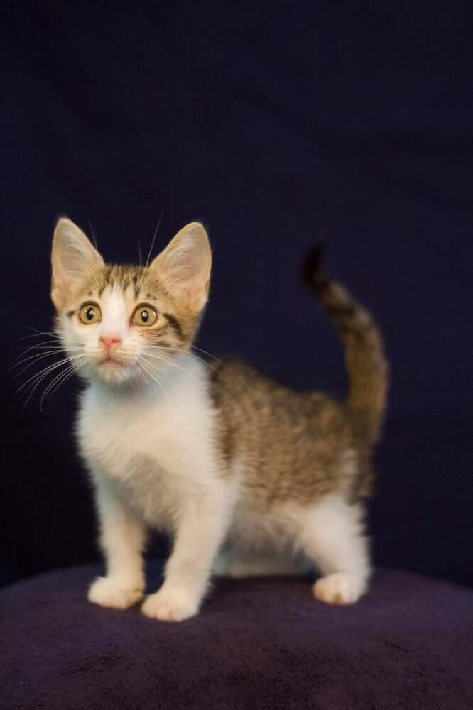 Enlarge Waves, a Adopted mixed breed in catonsville , MD image 2/3